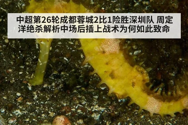 中超第26轮成都蓉城2比1险胜深圳队 周定洋绝杀解析中场后插上战术为何如此致命（nine game）